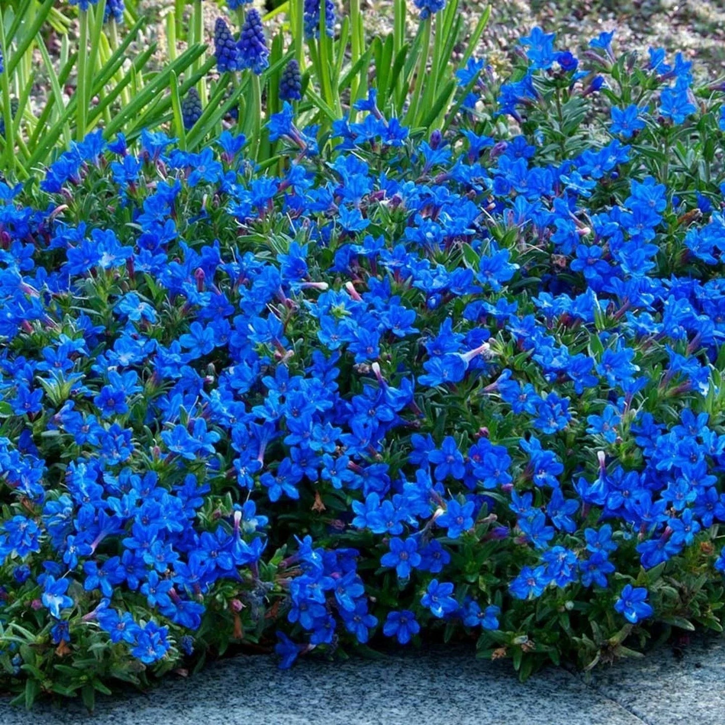 Bright Blue Alyssum Seeds - Lobularia maritima Carpet Flower for Borders & Containers - Full Sun, Easy to Grow, 25 Seeds