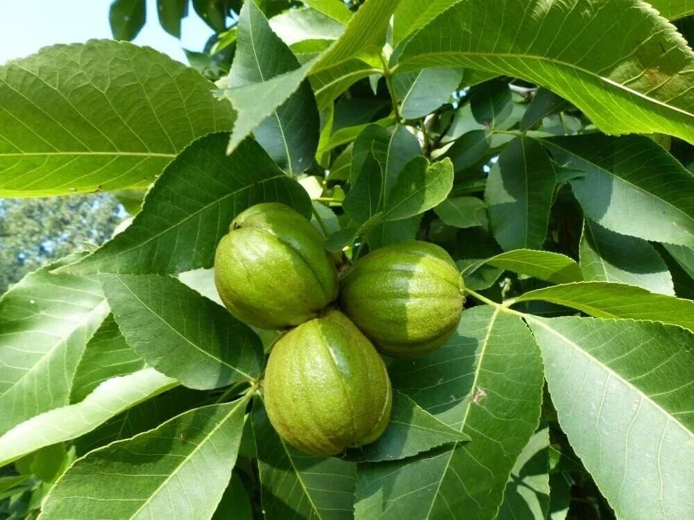 Butternut Tree Seeds - 5 Pack - Exotic Fruit - Juglans cinerea - Fast-Growing, Low Maintenance, Nutty Flavor