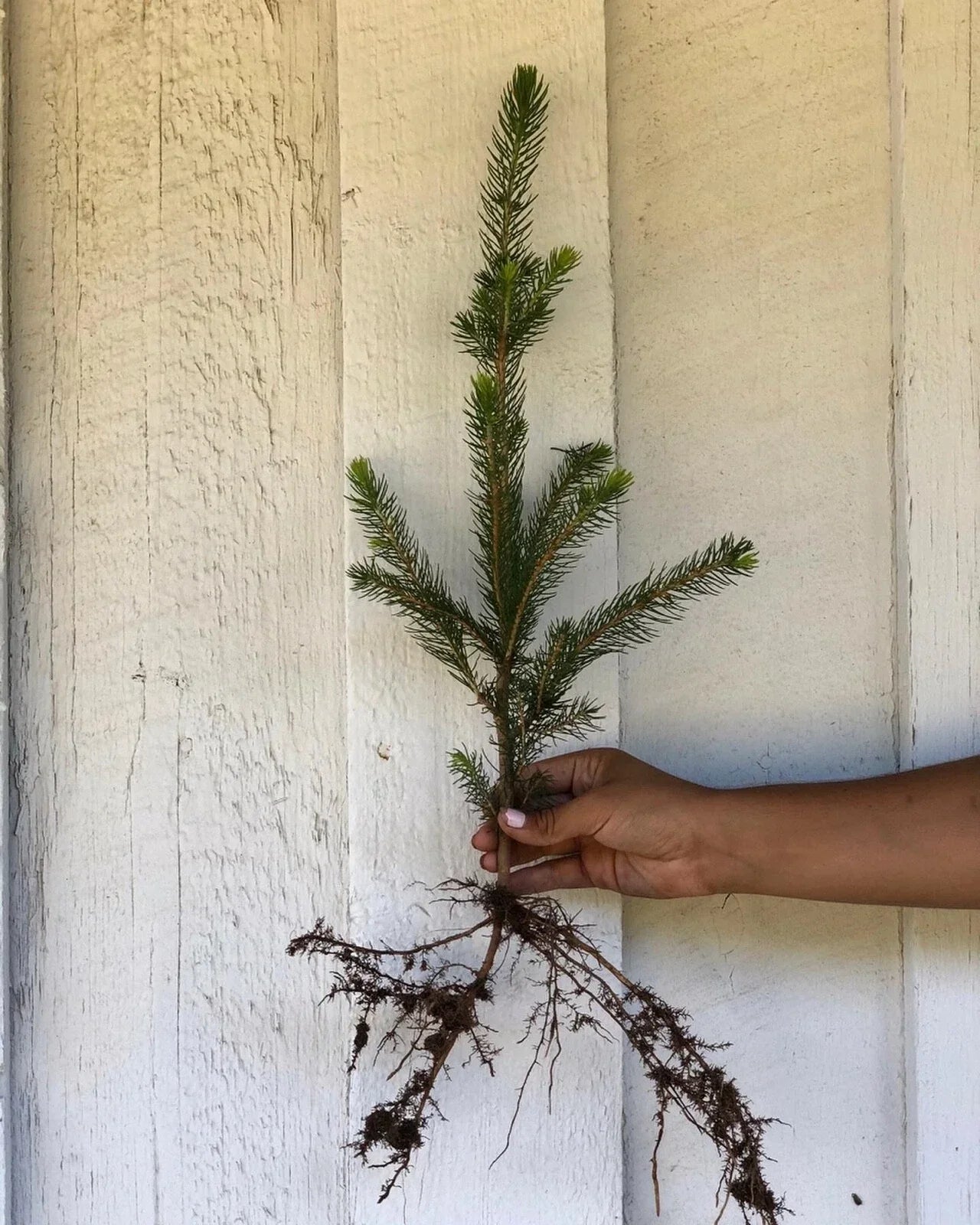 50 Norway Spruce Seedlings, 10-15" Bare Root Trees, Picea abies, Fast Growing Evergreen for Privacy Screen & Windbreak