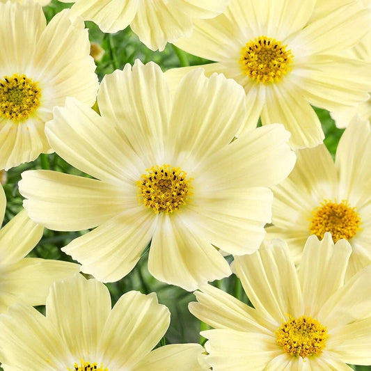 Lemonade Cosmos Seeds - 200+ Pack, Colorful Garden Flowers, Cosmos bipinnatus, Annual, Bright Yellow & Pink Blooms, Easy to Grow