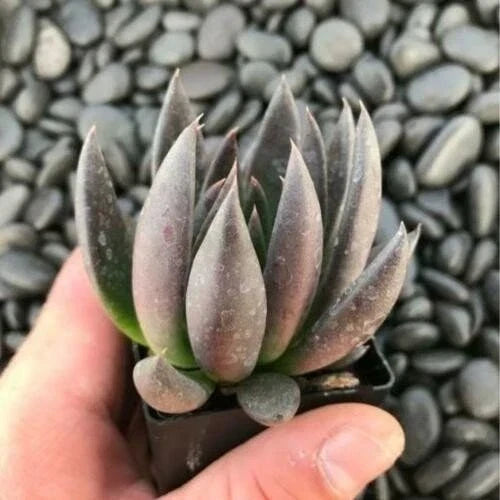Echeveria Affinis Black Knight Succulent Starter Plant - Rooted, Dark Foliage, Indoor & Outdoor Garden Plant