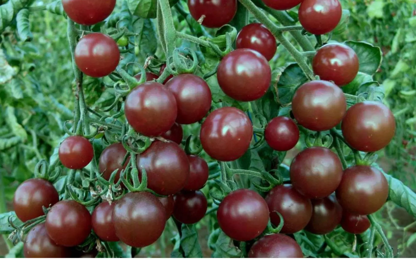 Chocolate Cherry Tomato Seeds - Heirloom Organic Non-GMO - Solanum lycopersicum - Sweet, Dark Red Fruit for Container & Garden