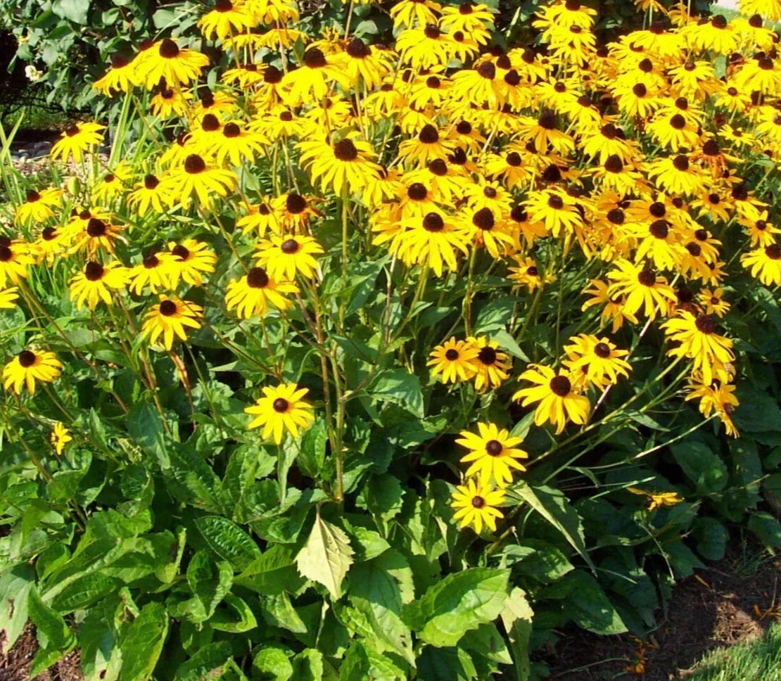 Black-Eyed Susan Plants 5-Pack Perennial Golden Yellow Daisy Rudbeckia hirta Full Sun Blooms July to October