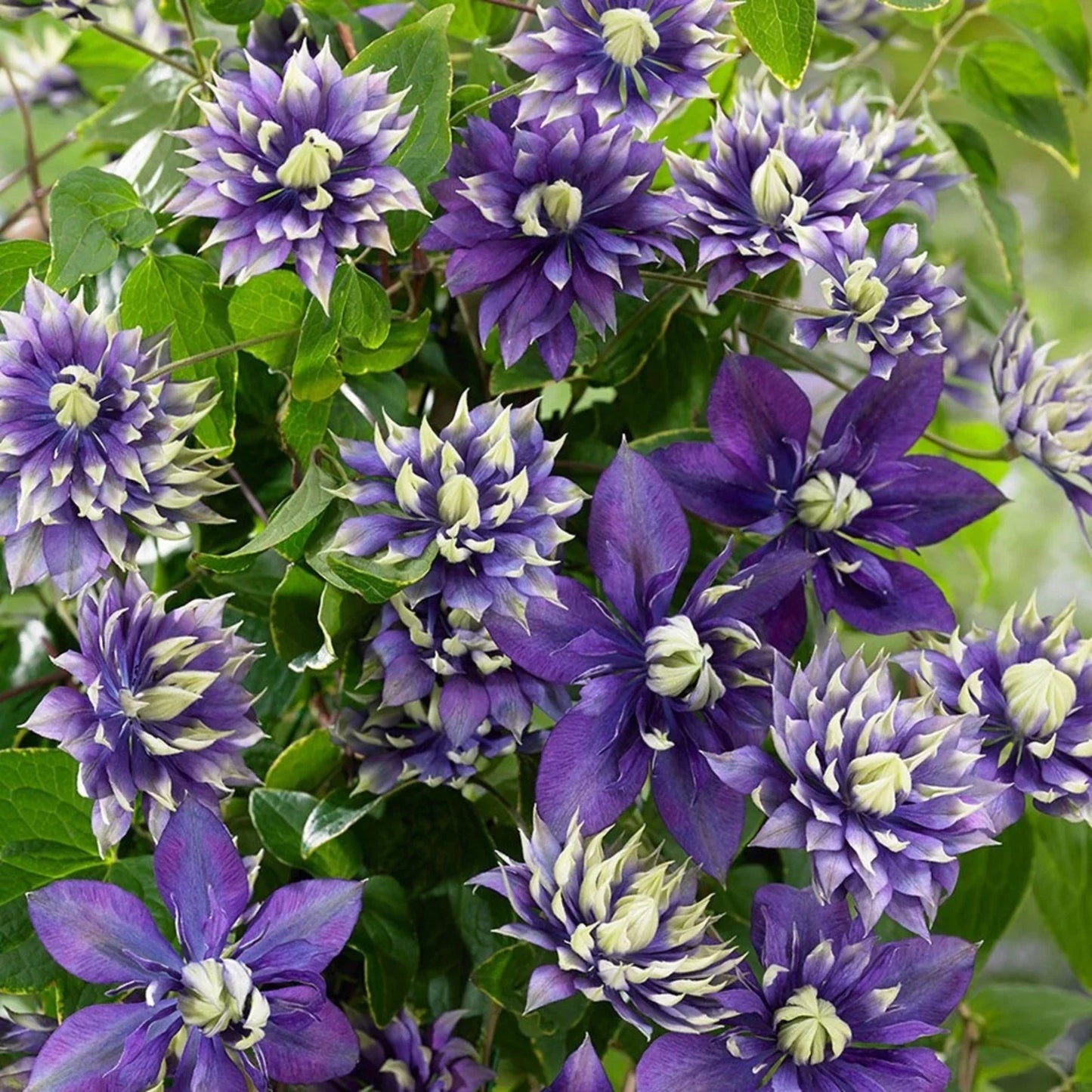 25 Double Dark Purple Clematis Seeds - Perennial Climbing Vine - Clematis viticella for Garden Beds & Trellises