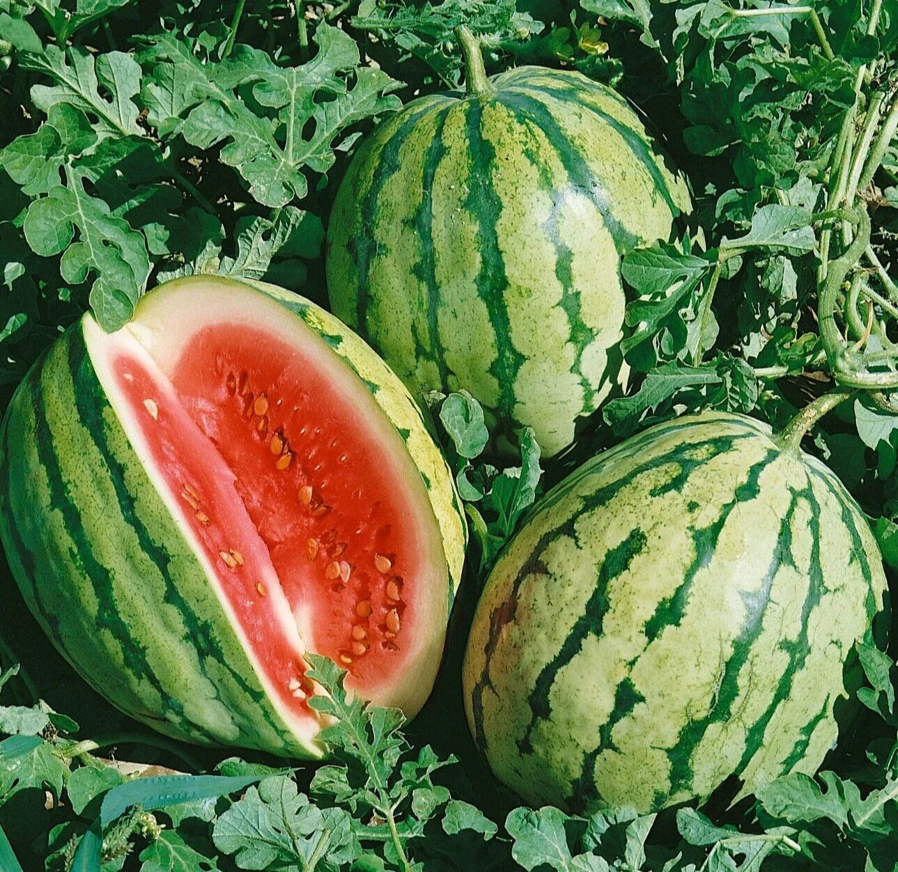 Sweet Dixie Queen Watermelon Seeds - 20 Pack, Heirloom Citrullus lanatus, Juicy, Sweet, Vining Melon for Home Gardens
