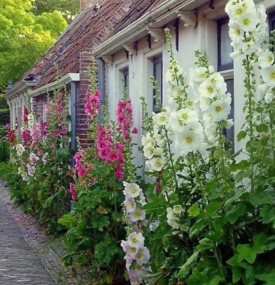 Hollyhock Flower Seeds Mix - 60+ Heirloom Alcea rosea Seeds for Colorful Garden Display, Pollinator Attracting, Easy to Grow