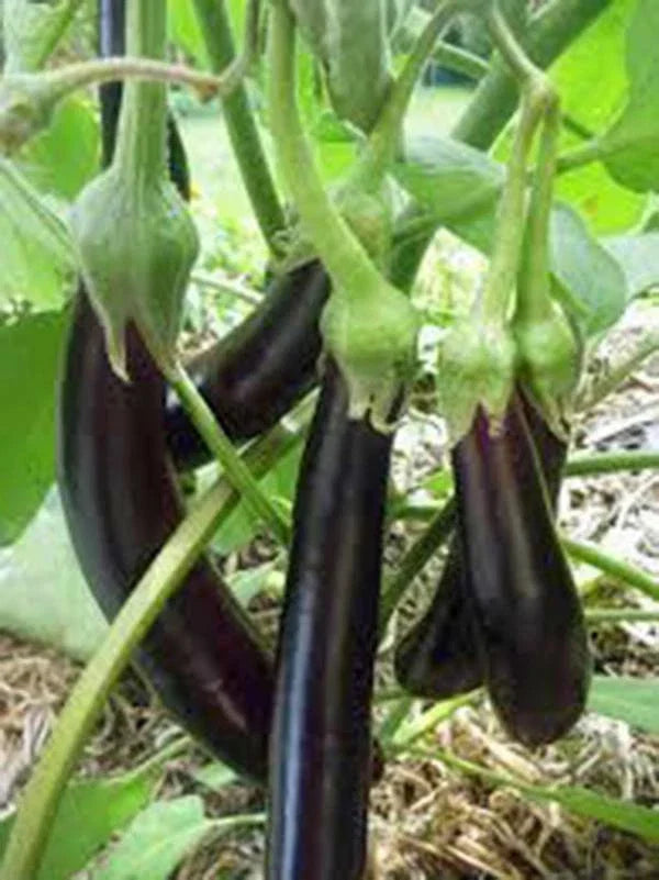 Eggplant Seeds - Long Purple Heirloom - Non-GMO Vegetable Garden Seeds - Solanum melongena, 500 Seeds