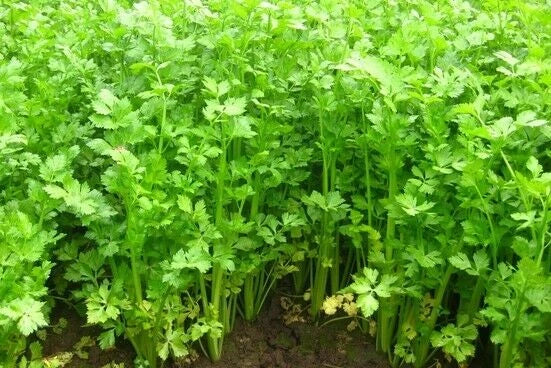 Asian Chinese Celery Seeds - Non-GMO Apium graveolens var. dulce for Cool Weather Gardening, Over 200 Seeds