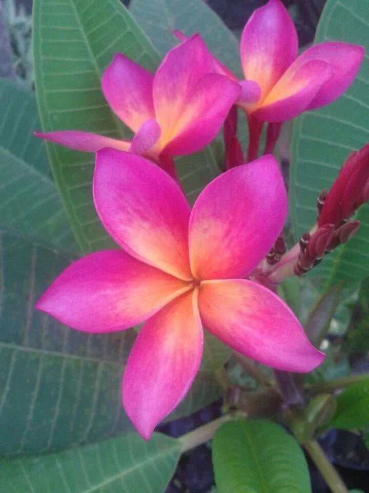 Plumeria Seeds - Bright Pink Orange Flower Pack - Perennial Tropical Plants (Plumeria spp.) for Garden, Container & Patio