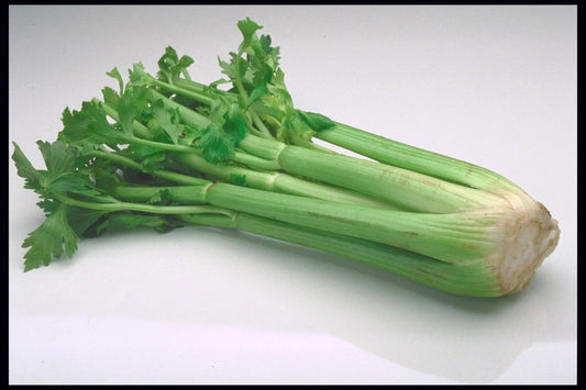 Massive Celery Seeds - 200 Count for Large 16-Inch Stalks, Apium graveolens, Gourmet Cocktail Garnish & Culinary Use