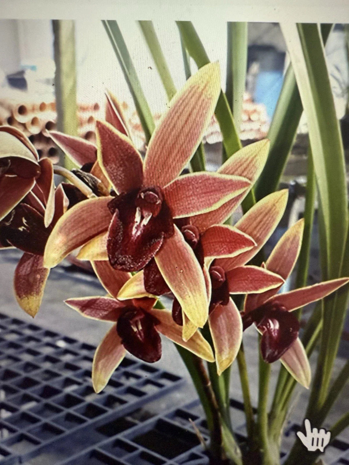 Orchid Plant Bare Root Cymbidium 'Aussie Dreamtime' Exotic Flowering Houseplant, Pink Yellow White Blooms