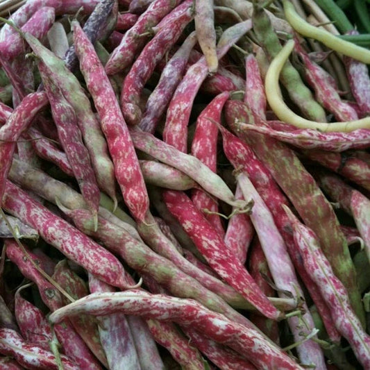 Green Bean Seeds - Phaseolus vulgaris - French Horticulture Variety - Organic, Non-GMO, Bush Plant, Full Sun, Seed Packet