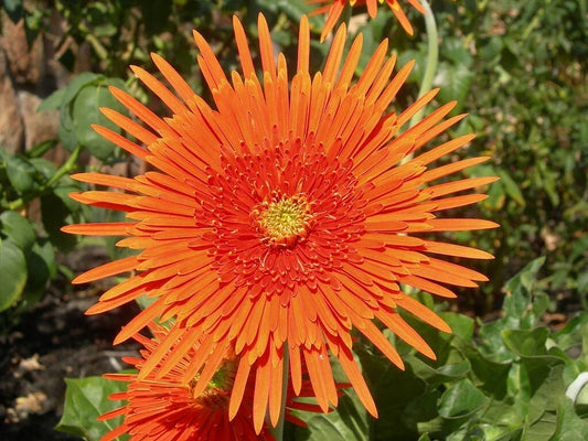 Orange Gerbera Spider Daisy Seeds - 50+ Pack, Gerbera jamesonii, Vibrant Orange Flowers for Garden, Borders & Containers