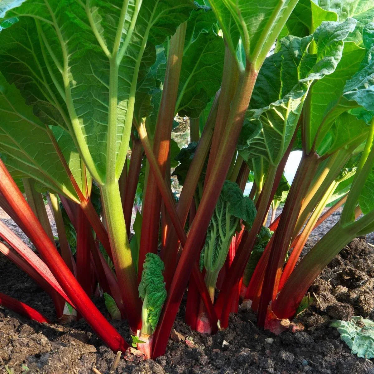 Glaskins Perpetual Red Rhubarb Seeds – Perennial Vegetable Seeds for Garden, Rheum rhabarbarum, Red Stalks