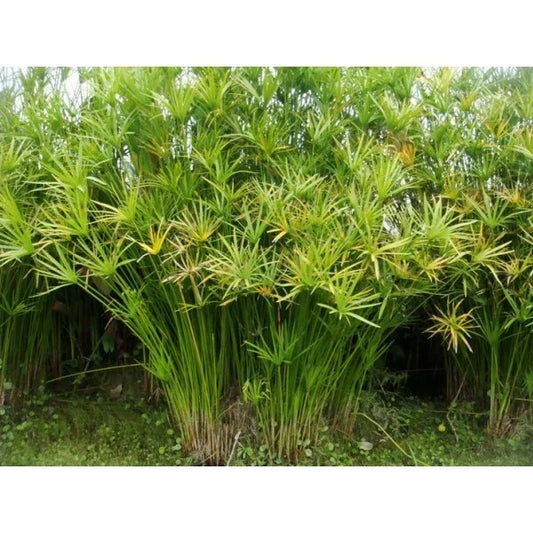 Live Umbrella Palm Plant – Tropical Aquatic Marginal Plant – Cyperus alternifolius for Ponds & Water Gardens
