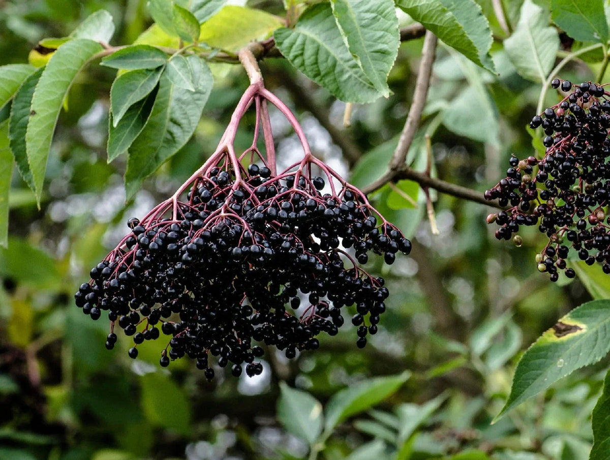 Elderberry Cuttings 50 Black Bearing Sambucus nigra - Hardy Plant for Berries, Ornamental Foliage, Easy to Grow