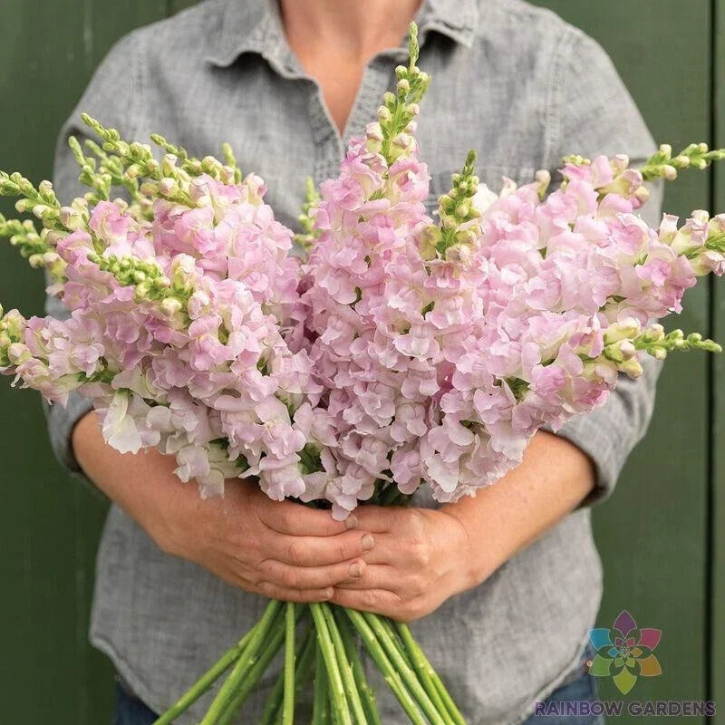 Snapdragon Seeds 1000+ Count Light Pink Antirrhinum majus Non-GMO Flower Seeds for Garden, Borders, Containers
