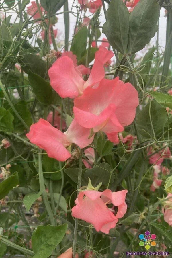 Rowallane Sweet Pea Seeds - 50+ Pack, Fragrant Climbing Flowers, Lathyrus odoratus, Garden Planting, Non-GMO, USA