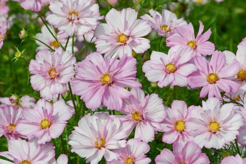Cosmos Seeds 200+ Cosimo Collarette Variety - Multi-Color Annual Flowers for Garden, Borders & Cuttings - Cosmos bipinnatus