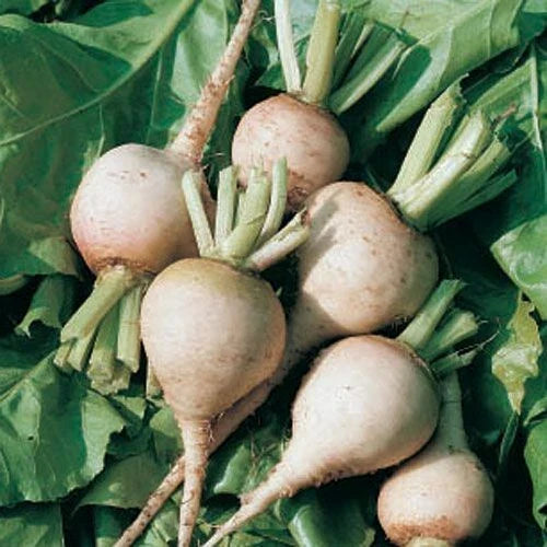 White Albino Beet Seeds - Organic Beta vulgaris var. alba for Gardening, Fresh Heirloom, Sweet Edible Roots, Container & Garden Planting
