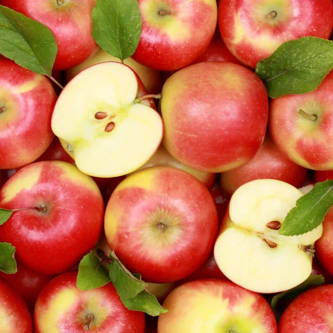 Red Delicious Apple Seeds - Pack of 25, Malus domestica, Non-GMO, Home Garden, Fruit Tree, USA Grown
