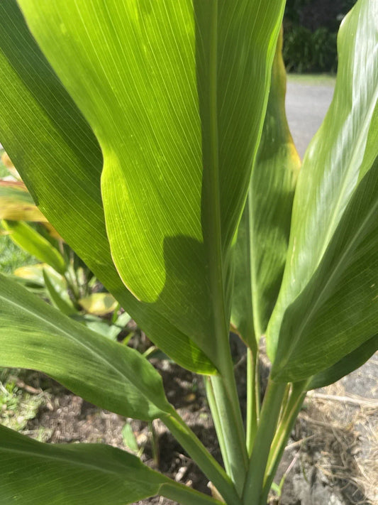 Organic Green Ti Leaf Plant Cuttings 12 Pack 6-7 Inch Manoa Hawaii Cordyline fruticosa Tropical Foliage