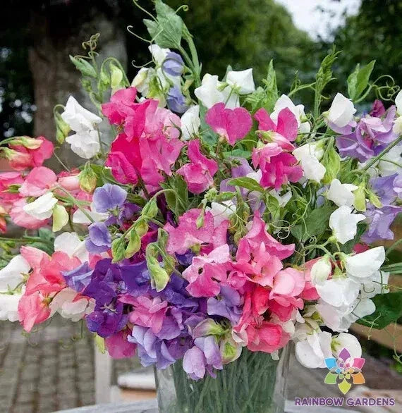 Bijou Dwarf Mix Sweet Pea Seeds - 50+ Pack, Fragrant Annual Flower, Lathyrus odoratus, Ideal for Garden & Container Planting