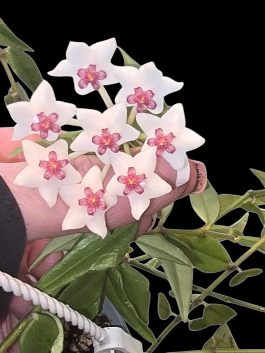 Hoya Bella Starter Plant 3-Inch Pot – Rooted Hoya Beauty with Star-Shaped Flowers & Glossy Leaves