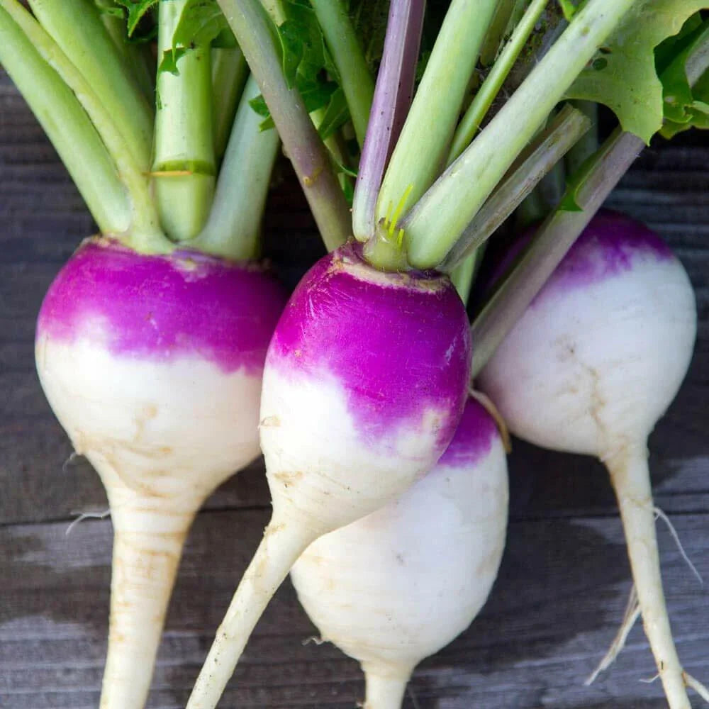 Purple Top White Globe Turnip Seeds, 50+ Non-GMO Heirloom Seeds, Brassica rapa, Vegetable Gardening
