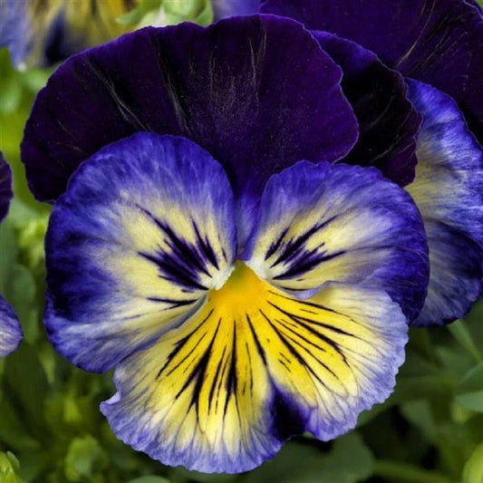 Pansy Seeds Pack of 50 - Viola tricolor var. hortensis - Delta Premium Blue Morpho, Vibrant Blue, Fragrant Blooms