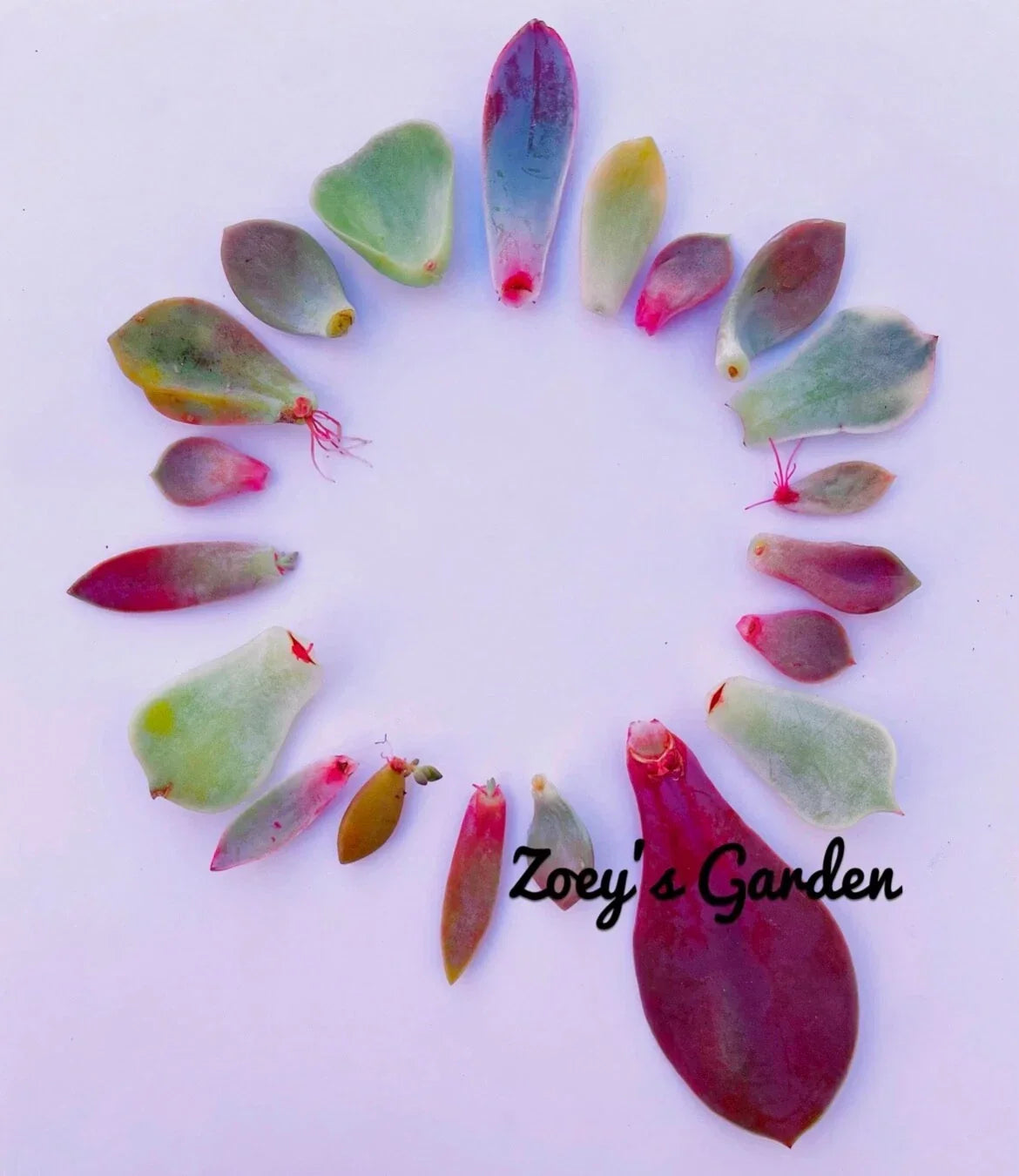 Succulent Plant Leaves for Propagation – Assorted Varieties, Indoor & Outdoor, Easy to Grow, Perfect for Gardeners & Plant Lovers