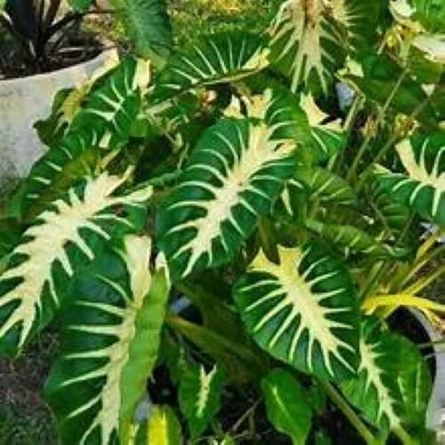 Maui Sunrise Colocasia esculenta - Small Rooted Starter Plant - Royal Hawaiian Elephant Ear - Tropical Garden Plant