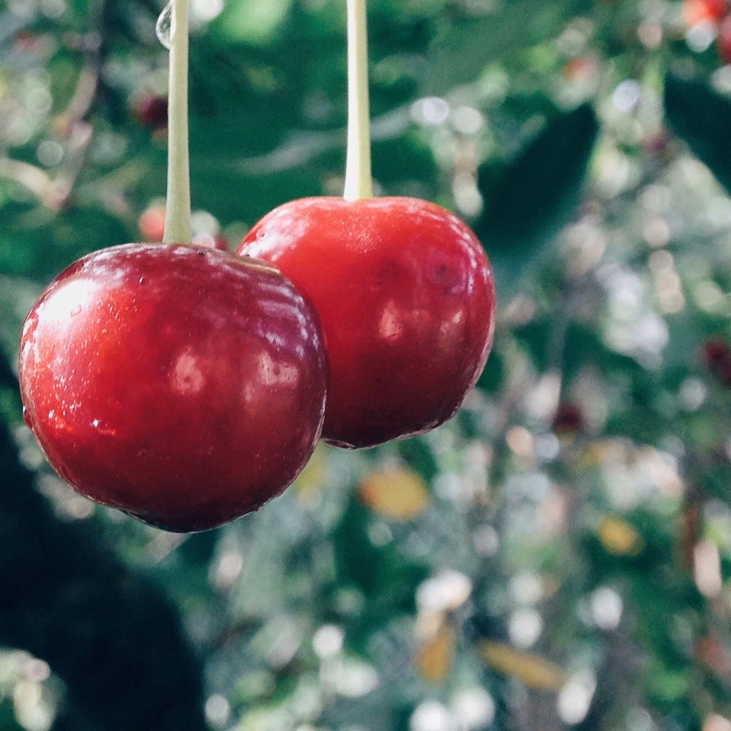 Evans Cherry Tree Seeds - 20 Pack Prunus cerasus 'Evans' Tart Fruit for Home Garden, Edible Cherry Seeds for Pies & Preserves