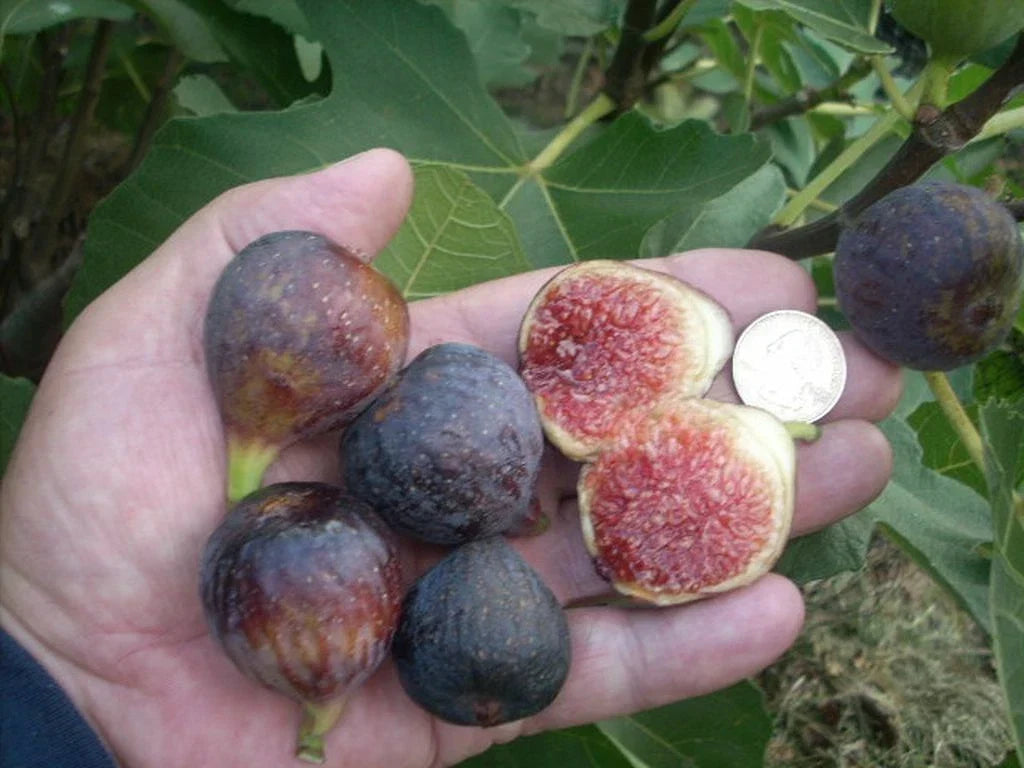 Fig Tree Cuttings - 6 Pieces Ronde de Bordeaux Black Figs Ficus carica Garden Grow Kit