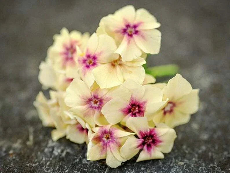 Phlox Seeds - 50 Yellow Pink Perennial Flower Seeds - Phlox paniculata - Attracts Pollinators, Easy to Grow, Full Sun, Zones 3-9