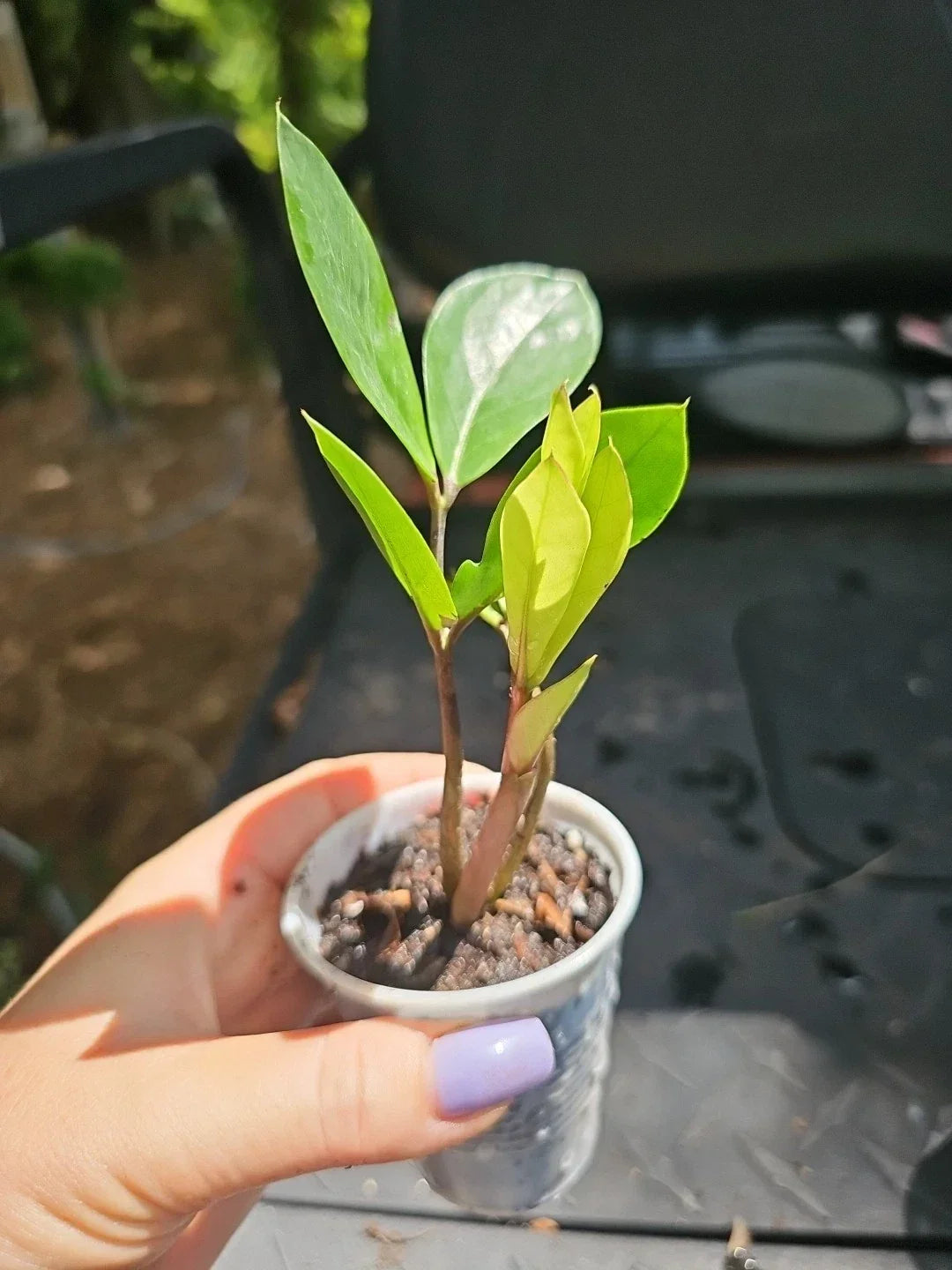 ZZ Plant 2.5" Pot Variegated Chameleon Houseplant - Zamioculcas zamiifolia, Low Maintenance Indoor Plant, Unique Green & Cream Leaves