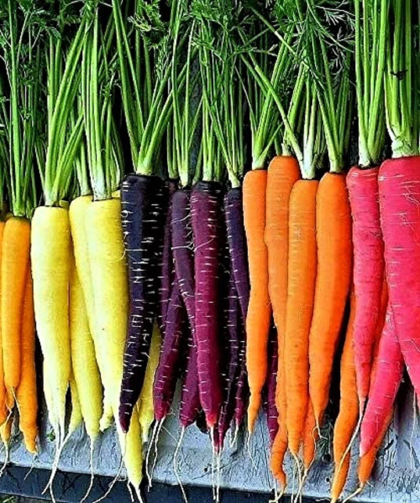 Rainbow Carrot Seeds Mix – Non-GMO, Colorful Heirloom Varieties for Vegetable Garden Planting, Daucus carota