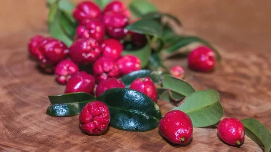 Magenta Cherry Seeds Pack of 10+ | Prunus cerasus | Vibrant Fruit Seeds for Garden Planting & Container Gardening
