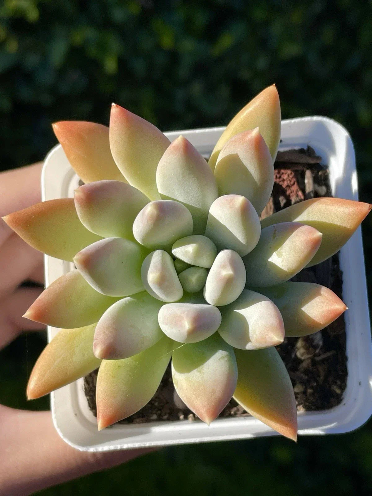 Rare Succulent Plant 2.75-Inch Pachyphytum 'Moon Silver' with Powdery Foliage - Live Rooted Plant