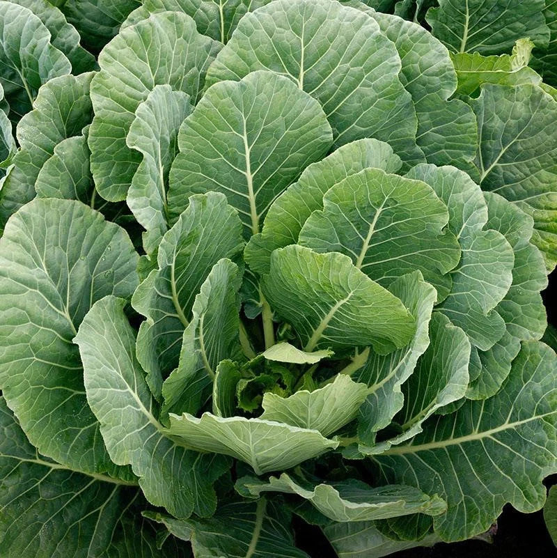 Georgia Southern Collard Greens Seeds Pack of 100 | Heirloom Brassica oleracea | Nutrient-Rich, Easy to Grow Vegetable Seeds