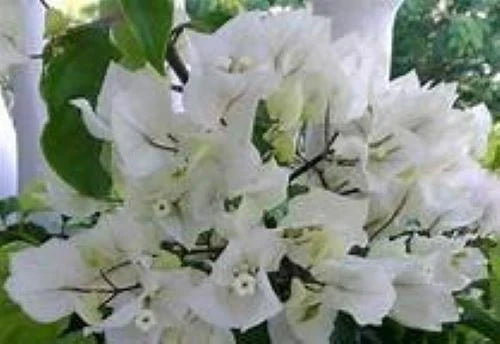 Bougainvillea Starter Plant - Rijnstar White Variety - Well Rooted Plug - Bougainvillea glabra for Garden, Patio, or Container