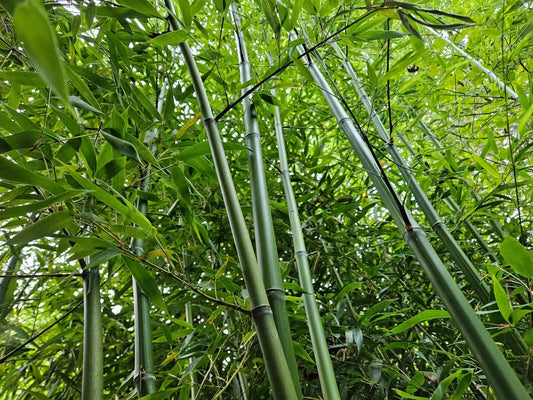 Live Rhizomes – Madake Bamboo Privacy Screen – Fast-Growing Phyllostachys bambusoides for Landscaping and Garden Hedges