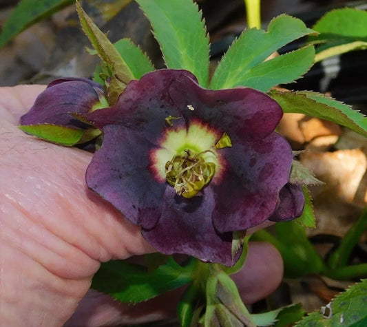 Hellebore Plants Mixed Seedlings - Colorful Perennials for Shade Gardens - Helleborus spp.