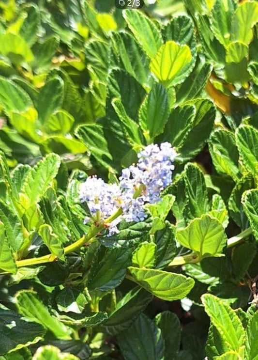 Organic Live California Lilac Cuttings - 10 Blue Blossom Ceanothus Horizontalis Shrubs for Garden, Pollinator Attracting Plants