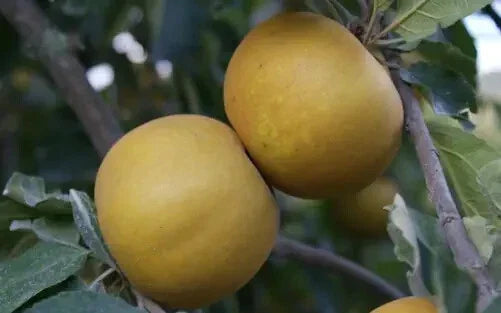 25+ Saint Edmund's Pippin Apple Seeds | Heirloom Malus domestica | Non-GMO for Garden Planting | USA