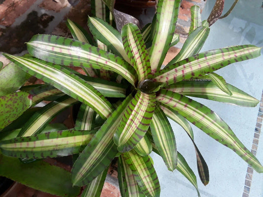 Neoregelia Palmares Bromeliad Plant - Small Tropical Indoor Houseplant with Colorful Foliage, Easy Care, Air Purifying