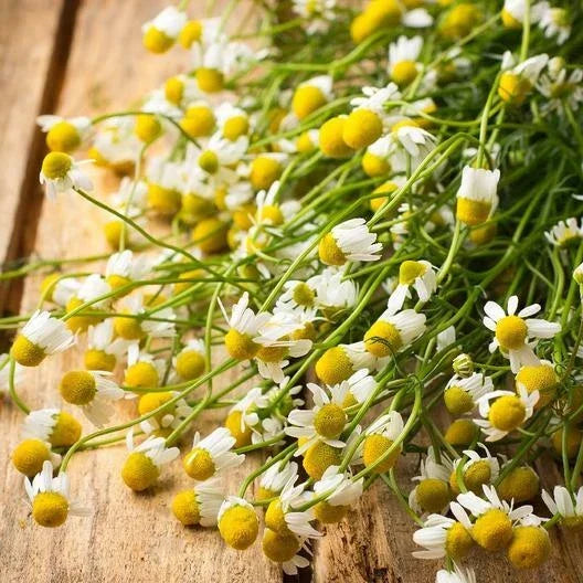 German Chamomile Herb Seeds - Non-GMO Groundcover for Tea & Medicinal Use, Matricaria chamomilla, Fragrant, Easy to Grow