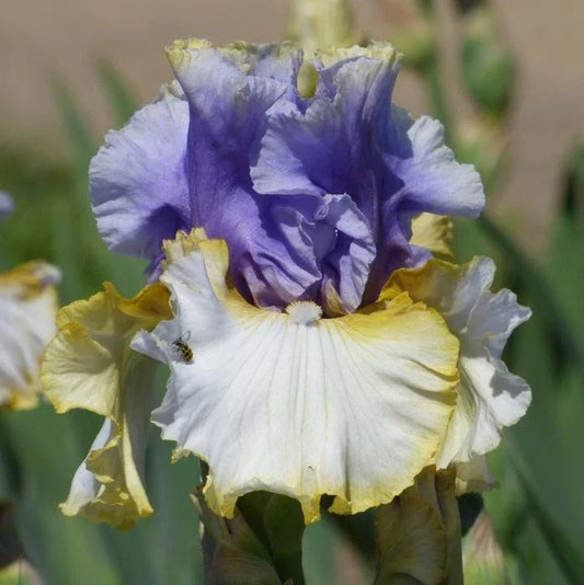 Iris Rhizome Easter Charm - German Bearded Iris Perennial Flowering Plant with Purple & Yellow Blooms, Iris germanica