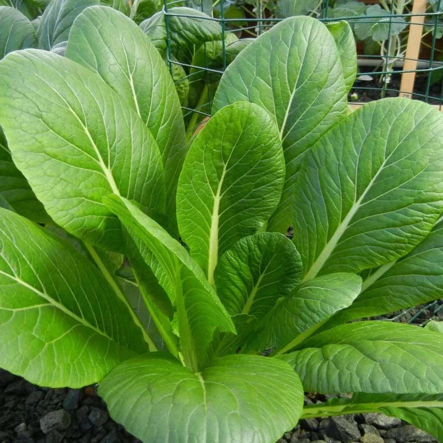 Komatsuna Mustard Spinach Seeds - Asian Japanese Brassica rapa var. perviridis, Fast-Growing Leafy Green for Home Garden Planting