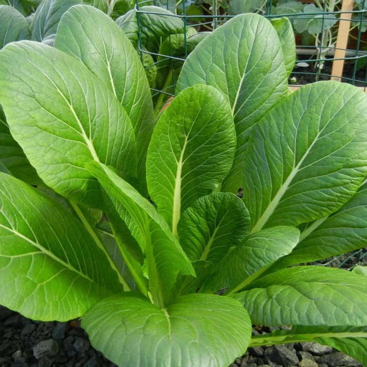 Komatsuna Mustard Spinach Seeds - Asian Japanese Brassica rapa var. perviridis, Fast-Growing Leafy Green for Home Garden Planting